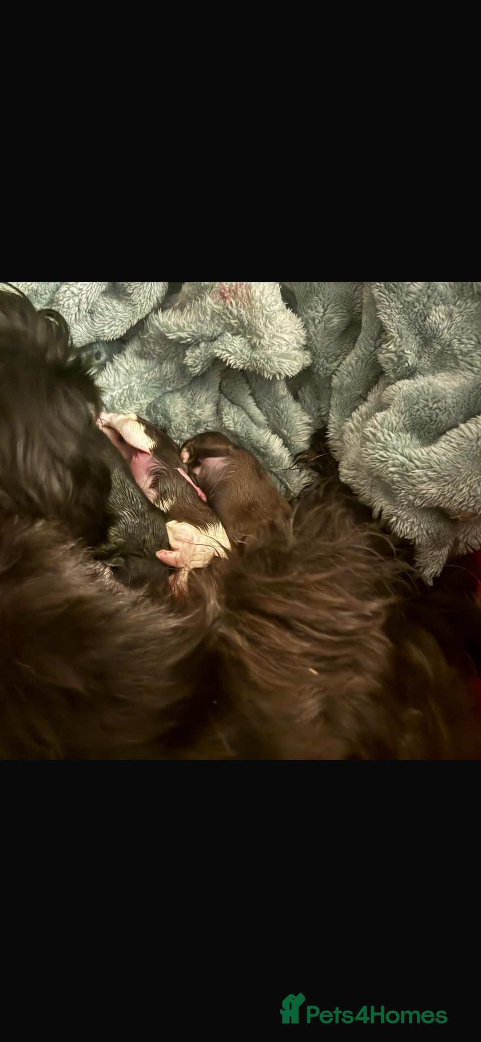 Shih Tzu dogs 3 beautiful Shih Tzu puppies for sale  - Advert 3