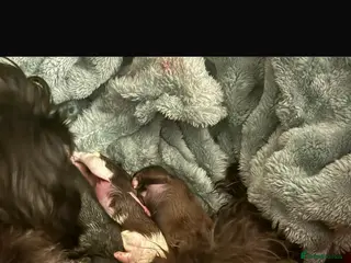 Shih Tzu dogs 3 beautiful Shih Tzu puppies for sale - Advert 6