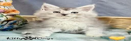 Maine Coon cats for sale: 🐾💠 *TICA REG* SILVER MAINE COON KITTENS 💠🐾 - Advert 24