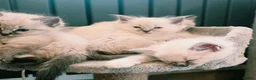 Ragdoll cats for sale: Stunning ragdoll kittens - Advert 32