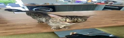 Bengal cats for sale: Bengal Cat 2 years old in Dereham - Advert 1