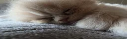 Persian cats for sale: Two gorgeous playful male kittens - Advert 5