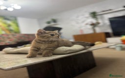 British Shorthair cats for sale: British shorthair  - Image 8