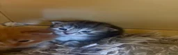 Maine Coon cats for sale: 6 Pure mainecoon kittens  - Advert 8