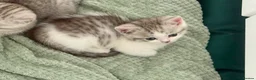 Munchkin cats for sale: ✨ **A tiny hug in a mug** ✨ - Advert 15
