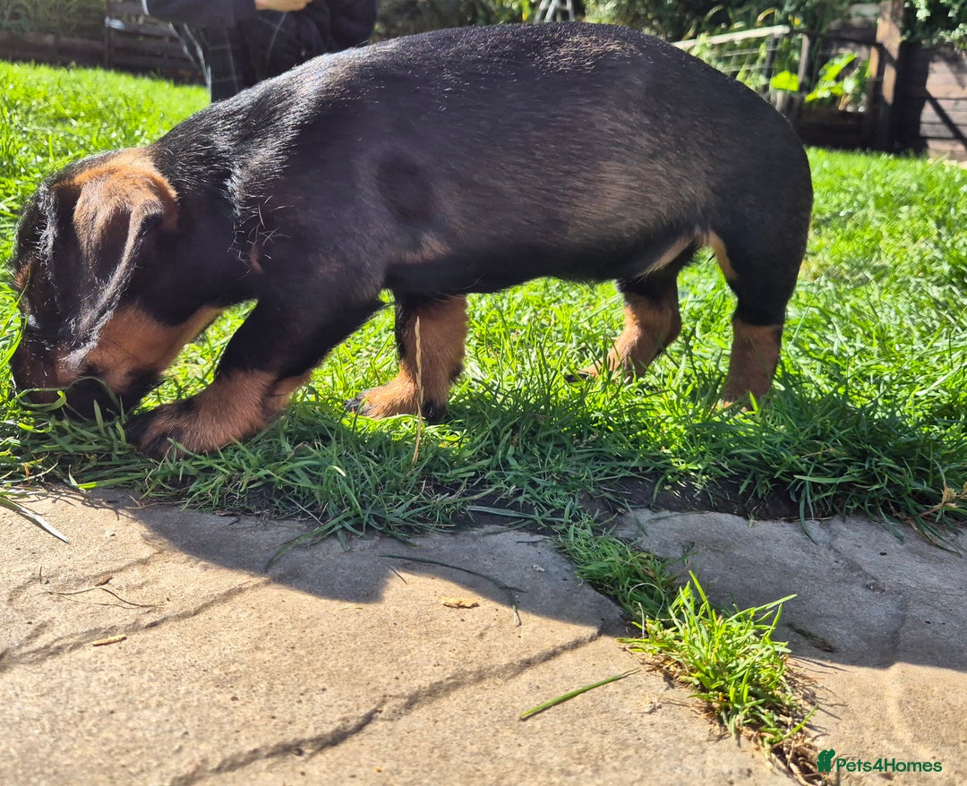 Mixed Breed dogs for sale: Wire Haired Daschund x Rottweiler  - Image 16