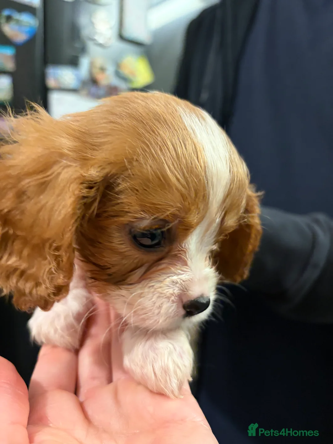 Cavalier King Charles Spaniel dogs for sale: Cavalier King Charles  - Advert 17
