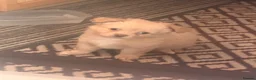 Chihuahua dogs for sale: 2cuddly chi puppies  - Advert 4