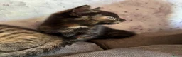Mixed Breed cats for sale: Mixed main coone kittens  - Advert 7