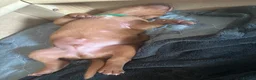 Hungarian Vizsla dogs for sale: Beautiful KC reg Vizsla pups - champion bloodline - Advert 6