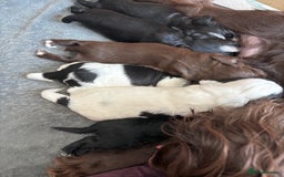 Cocker Spaniel dogs for sale: KC Registered Working Cocker Spaniel puppies - Image 2