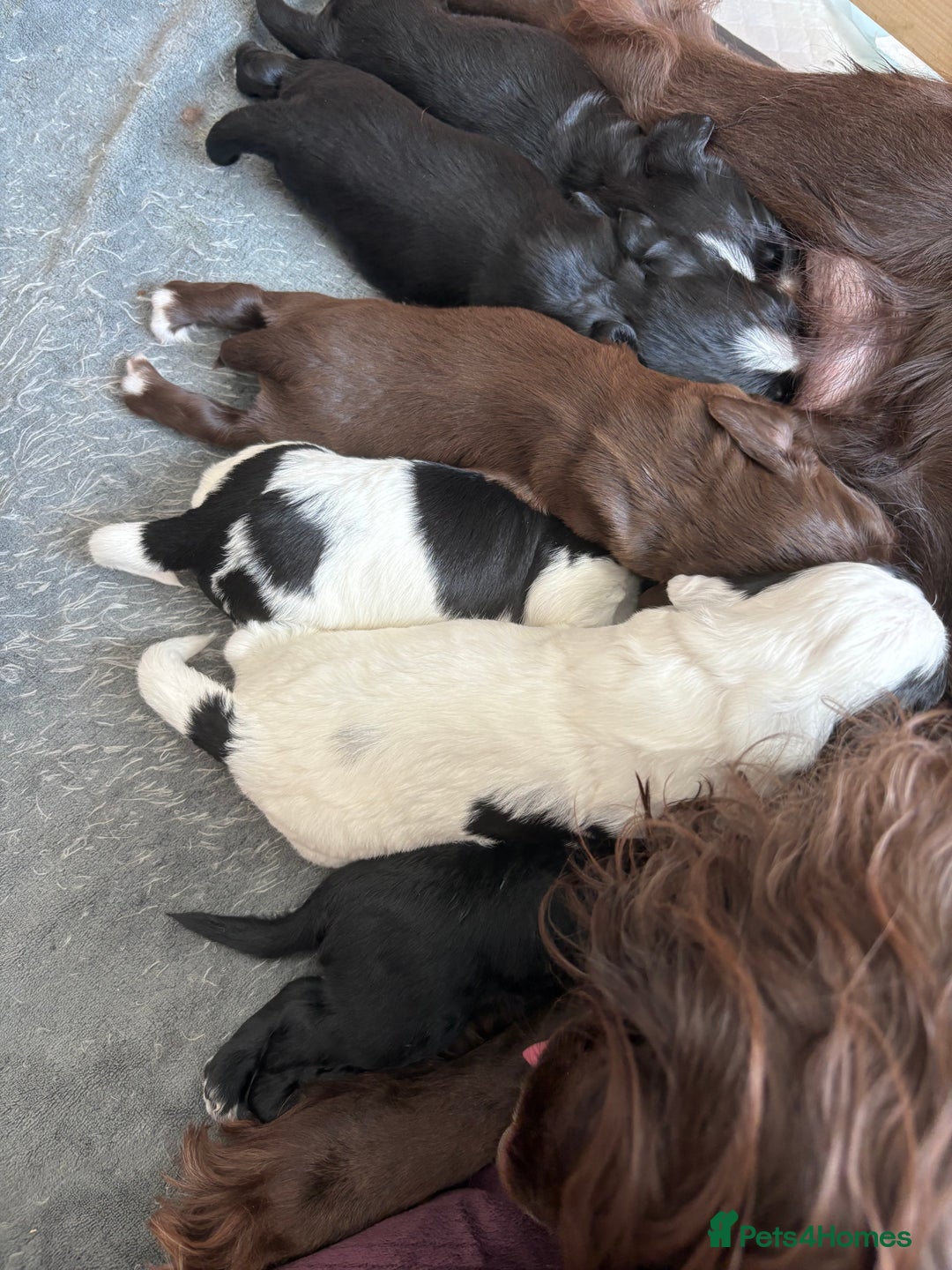 Cocker Spaniel dogs for sale: KC Registered Working Cocker Spaniel puppies - Image 2