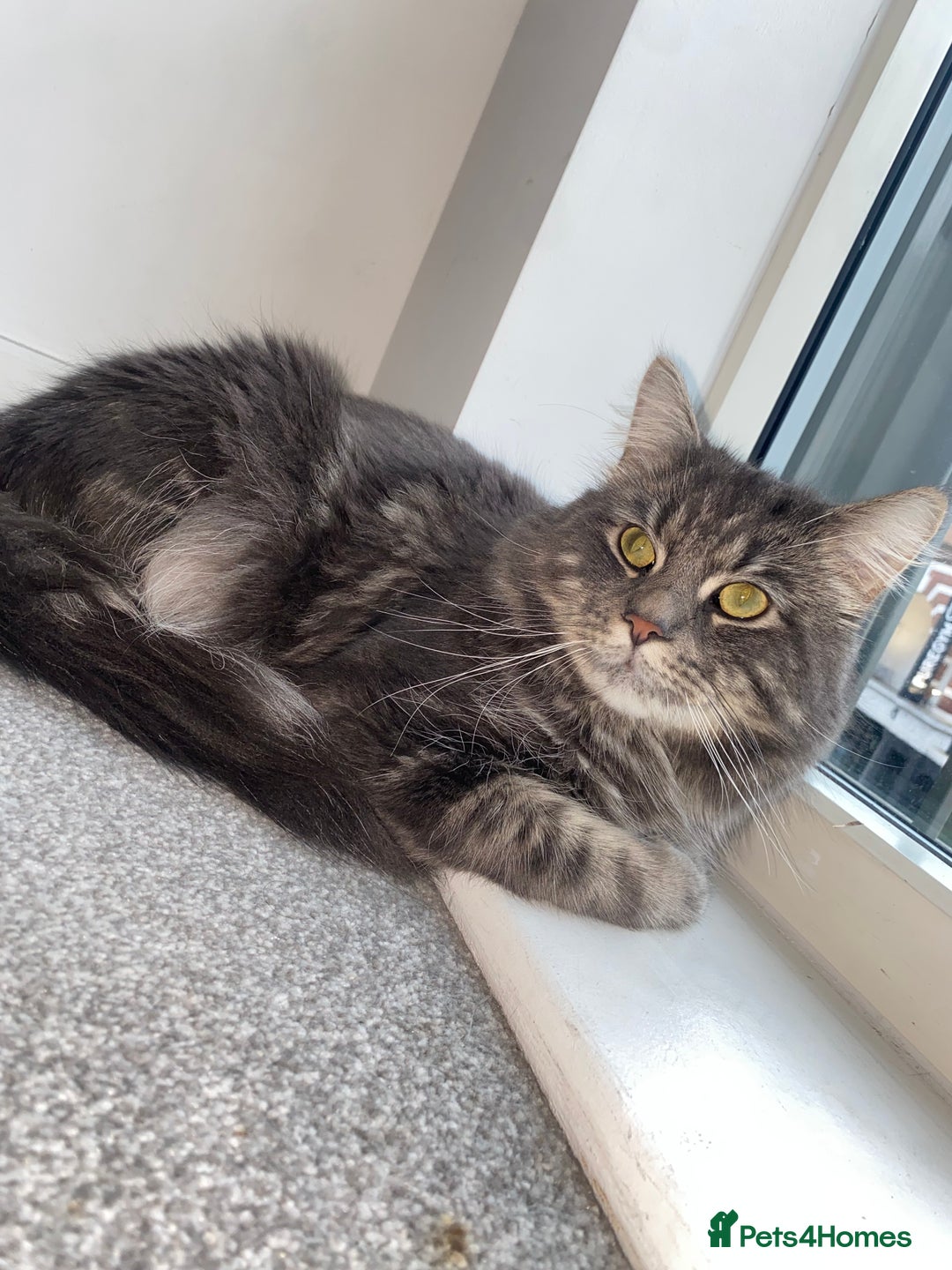Mixed Breed cats for sale: Loving 1-Year-Old Half Maine Coon / Tubby - Advert 1