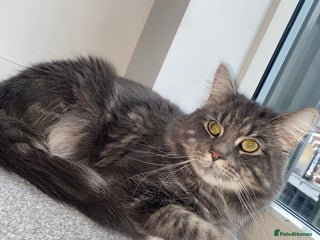 Mixed Breed cats Loving 1-Year-Old Half Maine Coon / Tubby - Advert 1