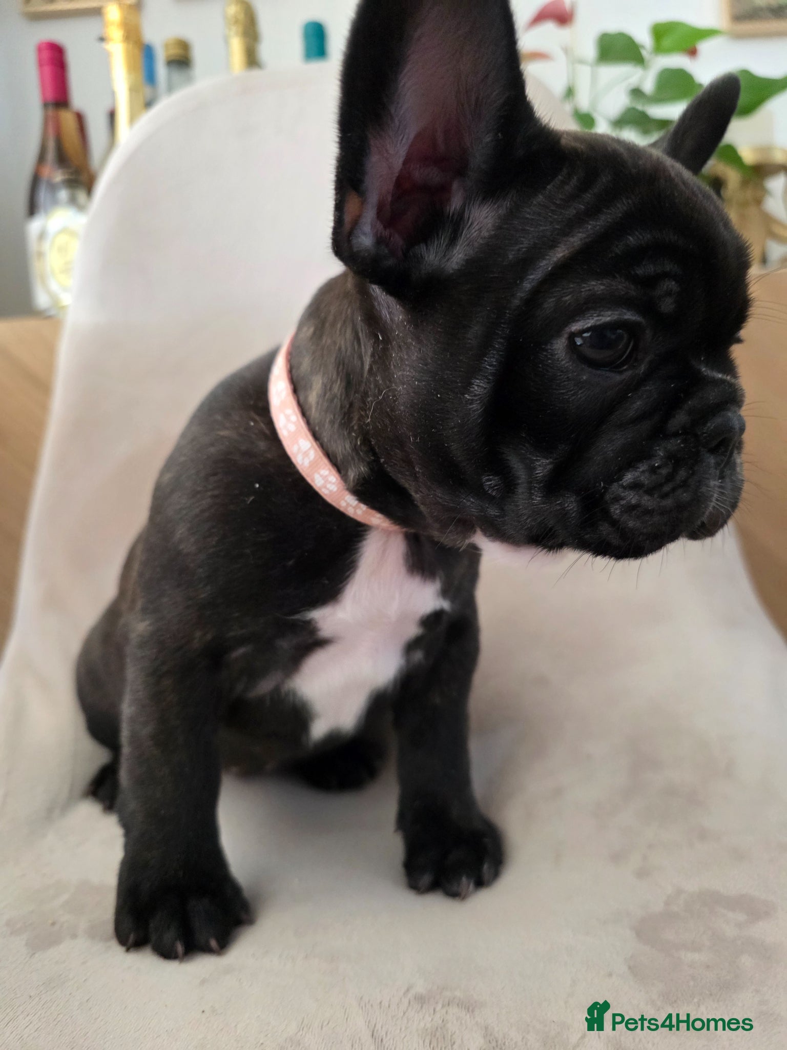 French Bulldog dogs for sale: 🐶 Puppies Ready for Their Forever Homes  - Advert 20