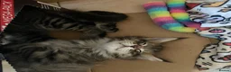 Maine Coon cats for sale: Tufty ears and big paws  - Advert 11