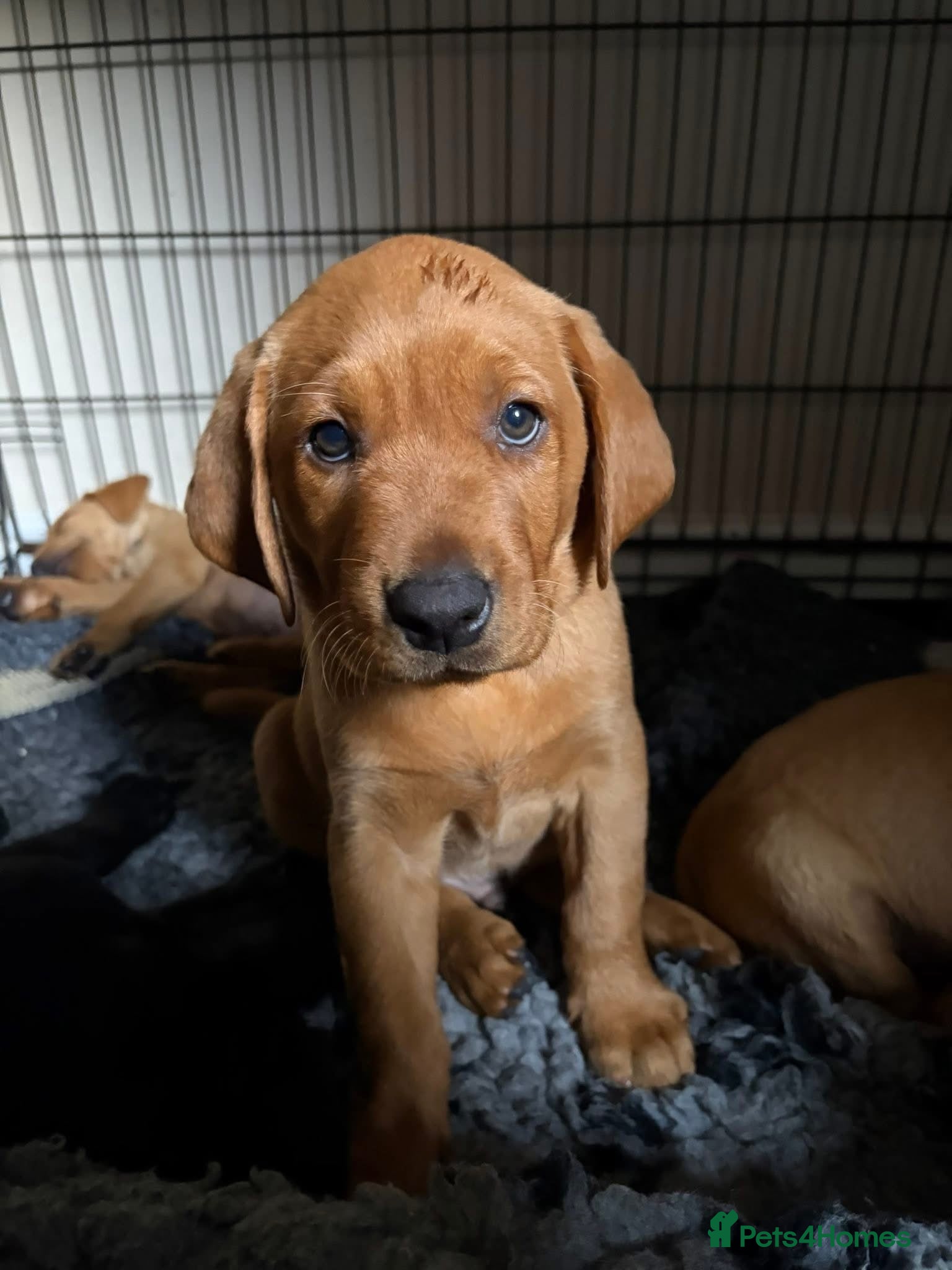 Labrador Retriever dogs Beautiful Labrador puppies - Advert 1