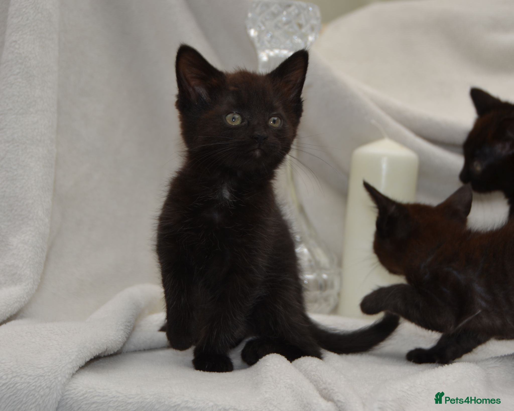 Mixed Breed cats Beautiful Maine Coon/Bombay Mix Kittens! - Advert 1