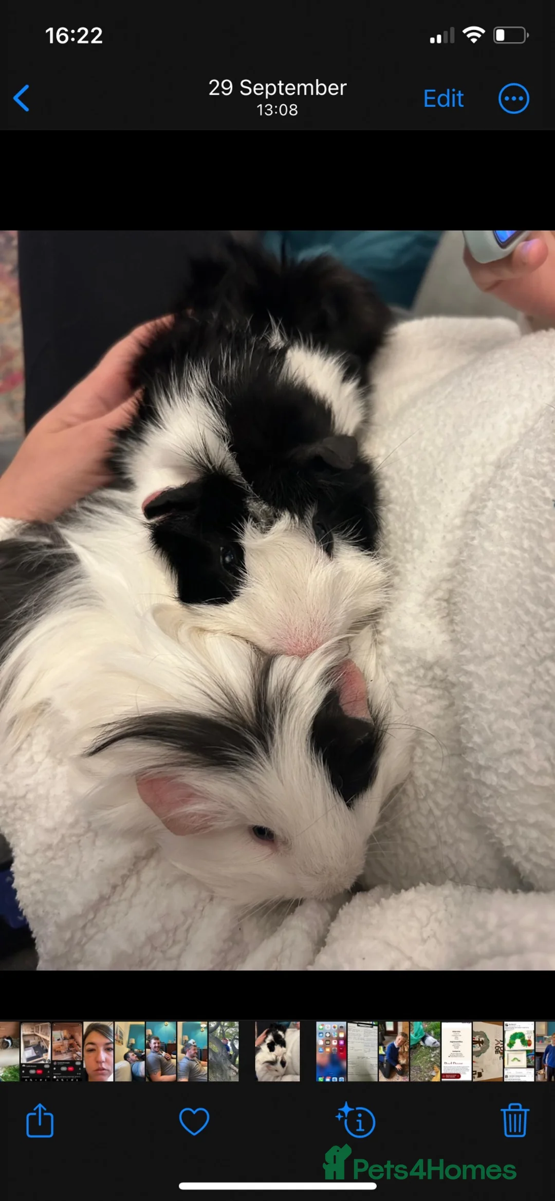 Guinea Pig rodents for sale: Bonded male guinea pigs  in Bridgwater - Advert 5