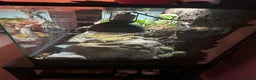 Python Snake reptiles for sale: enchi pied royal python with full bioactive setup  - Advert 2