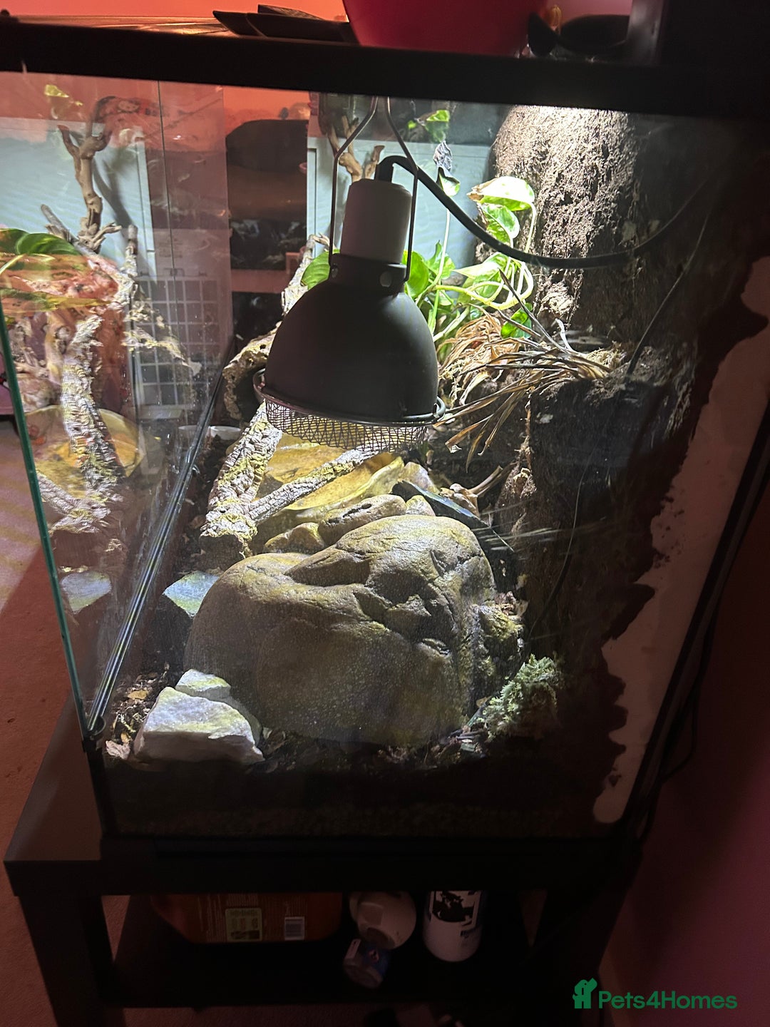 Python Snake reptiles for sale: enchi pied royal python with full bioactive setup  - Advert 2