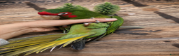 Conures birds for sale: Mitred conure mitred parakeet silly tamed  - Advert 9