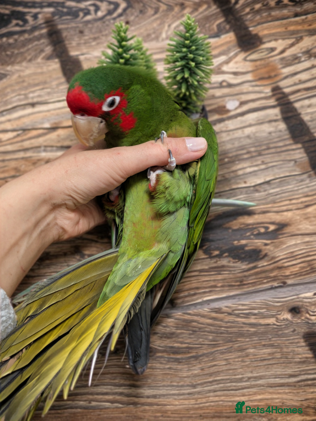 Conures birds for sale: Mitred conure mitred parakeet silly tamed  - Advert 9