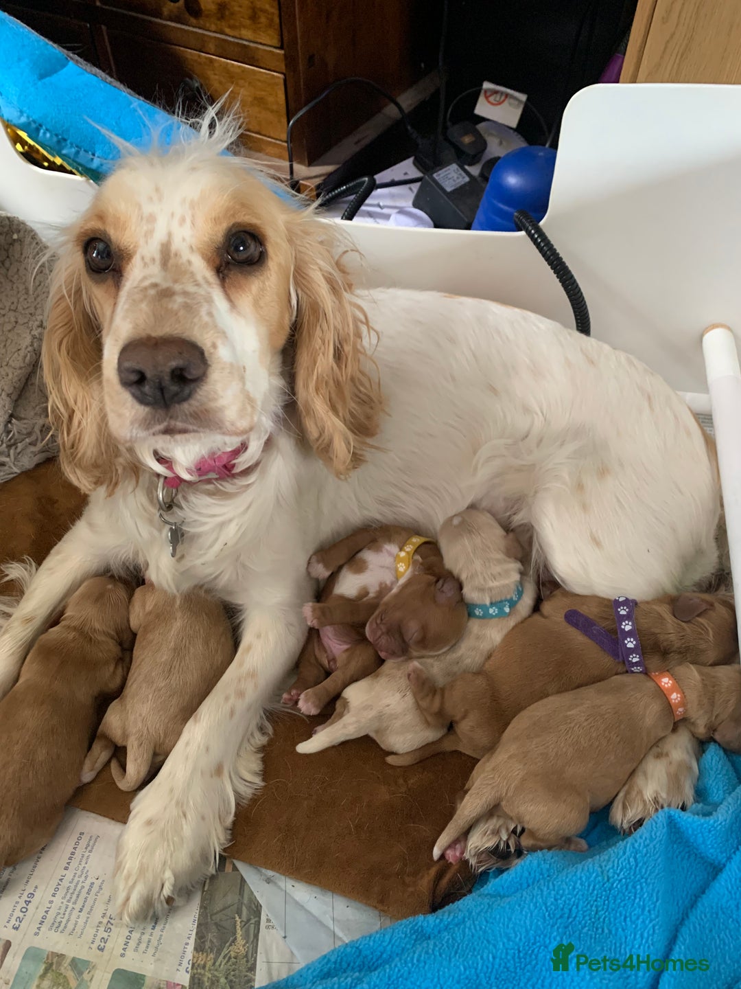 Cockapoo dogs for sale: Cockapoo puppies - Image 7