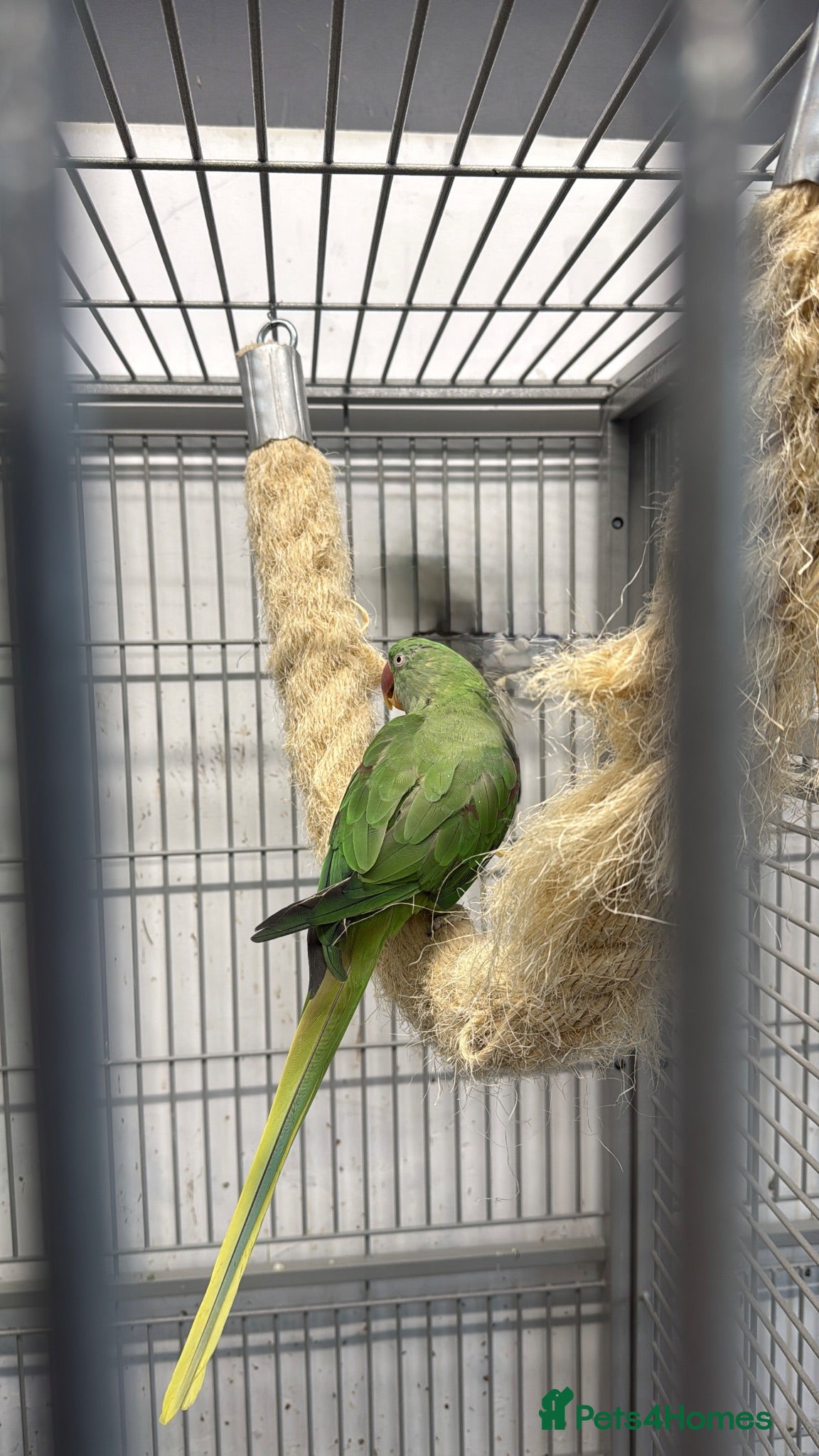 Parrots birds Female Alexandrine parrot  - Advert 1