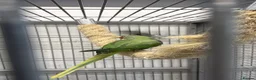 Parrots birds for sale: Female Alexandrine parrot  in Wembley - Advert 1