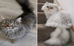 Munchkin cats for sale: Exceptional Quality & Extremely Rare Silver Minuet - Image 40