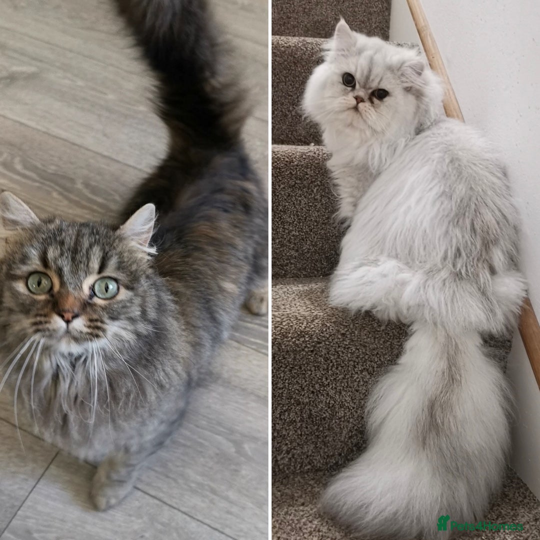 Munchkin cats for sale: Exceptional Quality & Extremely Rare Silver Minuet - Image 40