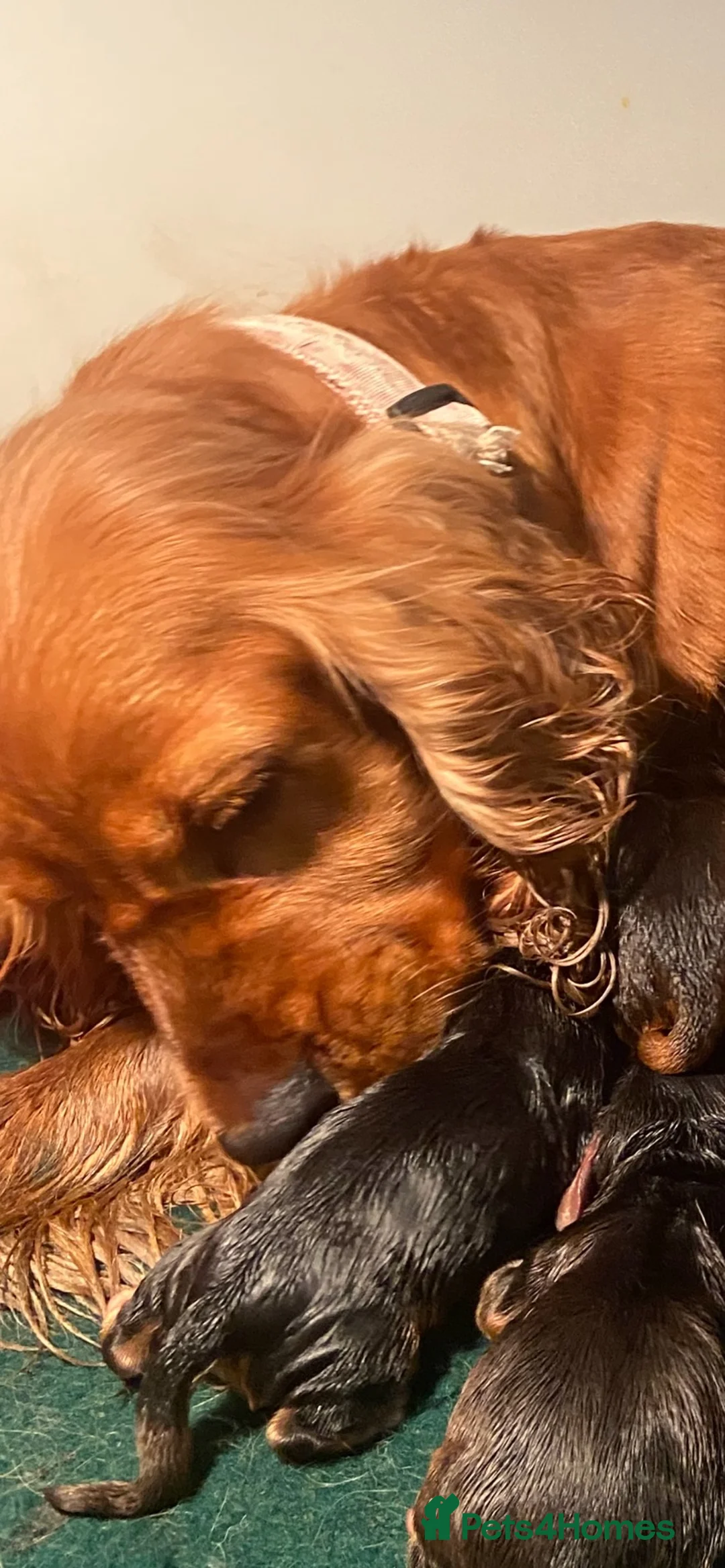 Cockapoo dogs for sale: F1 Cockapoo - Advert 7
