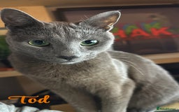 Russian Blue cats for sale: 2 x Pedigree Russian Blue GCCF - Advert 5
