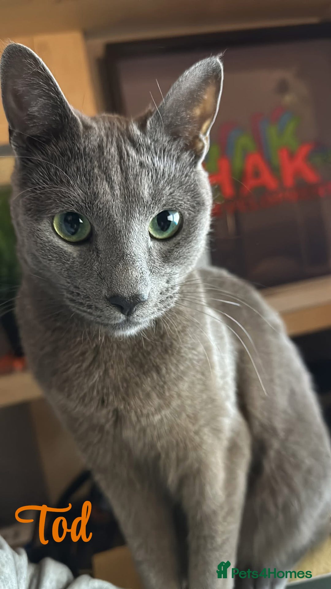 Russian Blue cats for sale: 2 x Pedigree Russian Blue GCCF - Advert 5