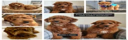 Australian Labradoodle dogs for sale: Health tested Australian Double Doodle  in Lancaster - Advert 12