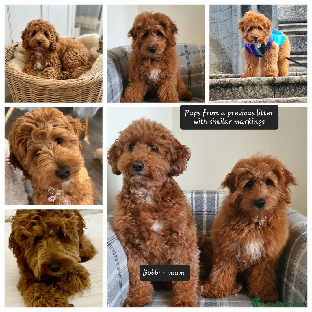 Australian Labradoodle dogs for sale: Health tested Australian Double Doodle  in Lancaster - Advert 12