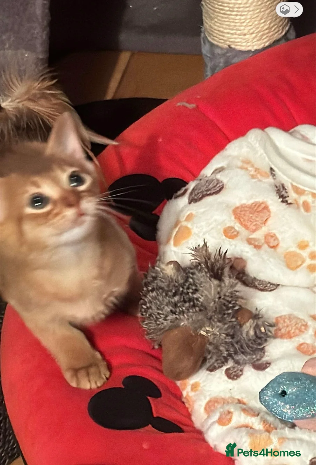 Abyssinian cats for sale: Abyssinian kittens looking for forever homes - Advert 9