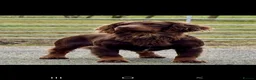 Sprocker dogs for sale: Working sprocker spaniels - Advert 14