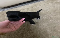 Chihuahua dogs for sale: Chihuahua puppies  - Image 13