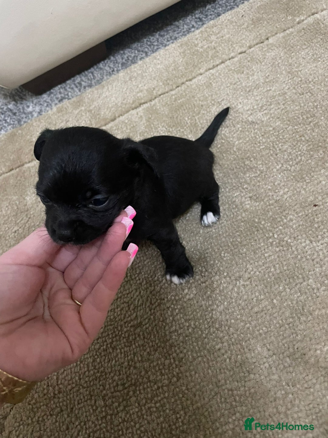 Chihuahua dogs for sale: Chihuahua puppies  - Image 13