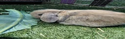 French Lop rabbits for sale: Vaccinated french lop babies  - Advert 4