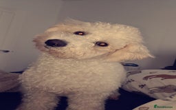 Bichon Frise dogs for stud: Bishon friese mix stud - Image 1