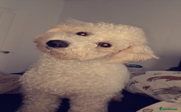 Bichon Frise dogs - Advert 1