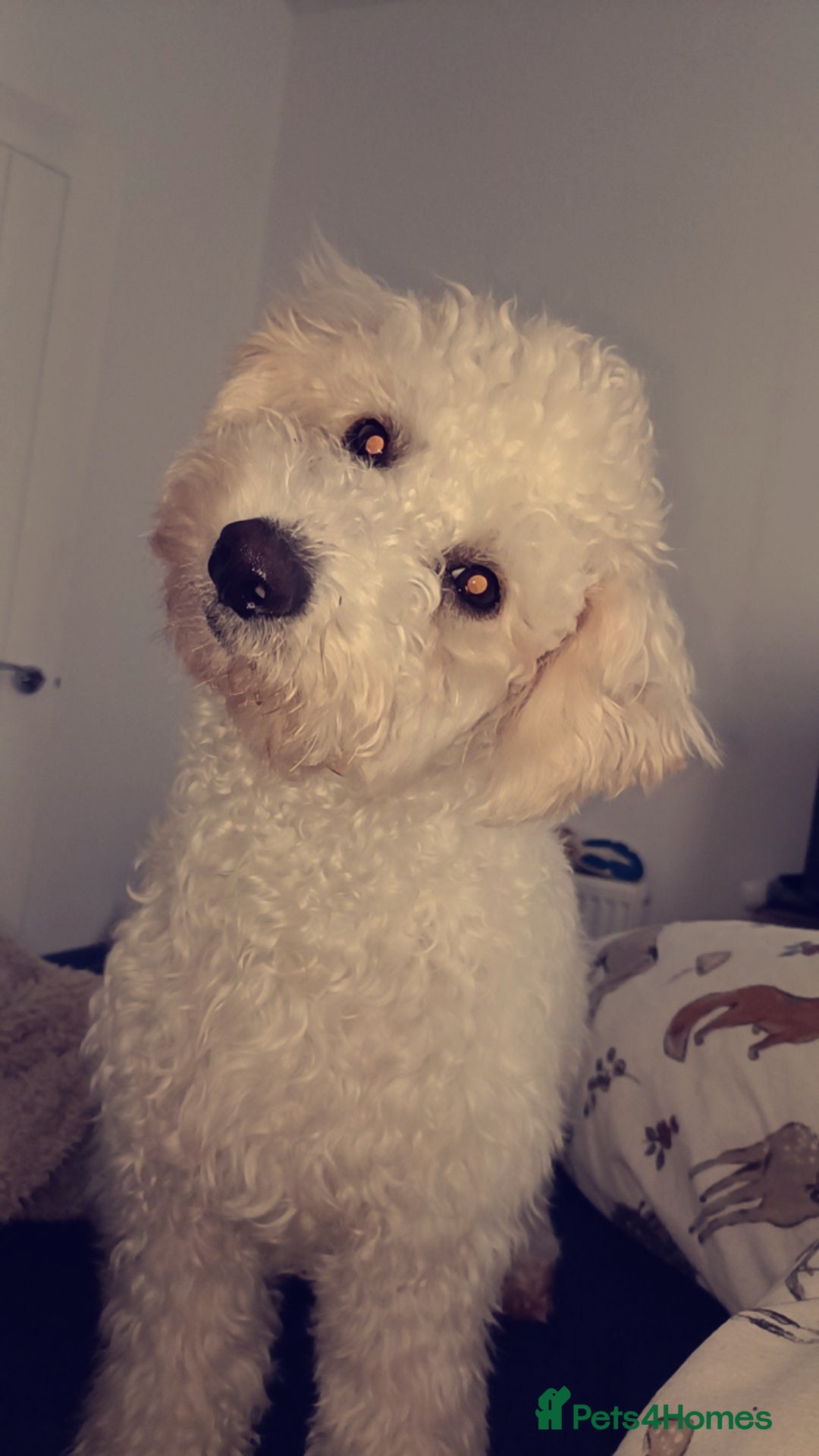Bichon Frise dogs for stud: Bishon friese mix stud - Image 1