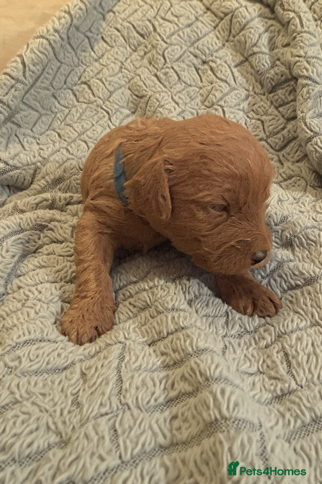 Labradoodle dogs for sale: 🐾F1b Healthy Labradoodle Puppies – Ready 18 Dec🐾 - Advert 21