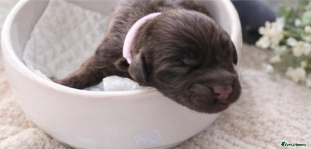 Cockapoo dogs for sale: Stunning F2 Cockerpoo Puppies  - Advert 11