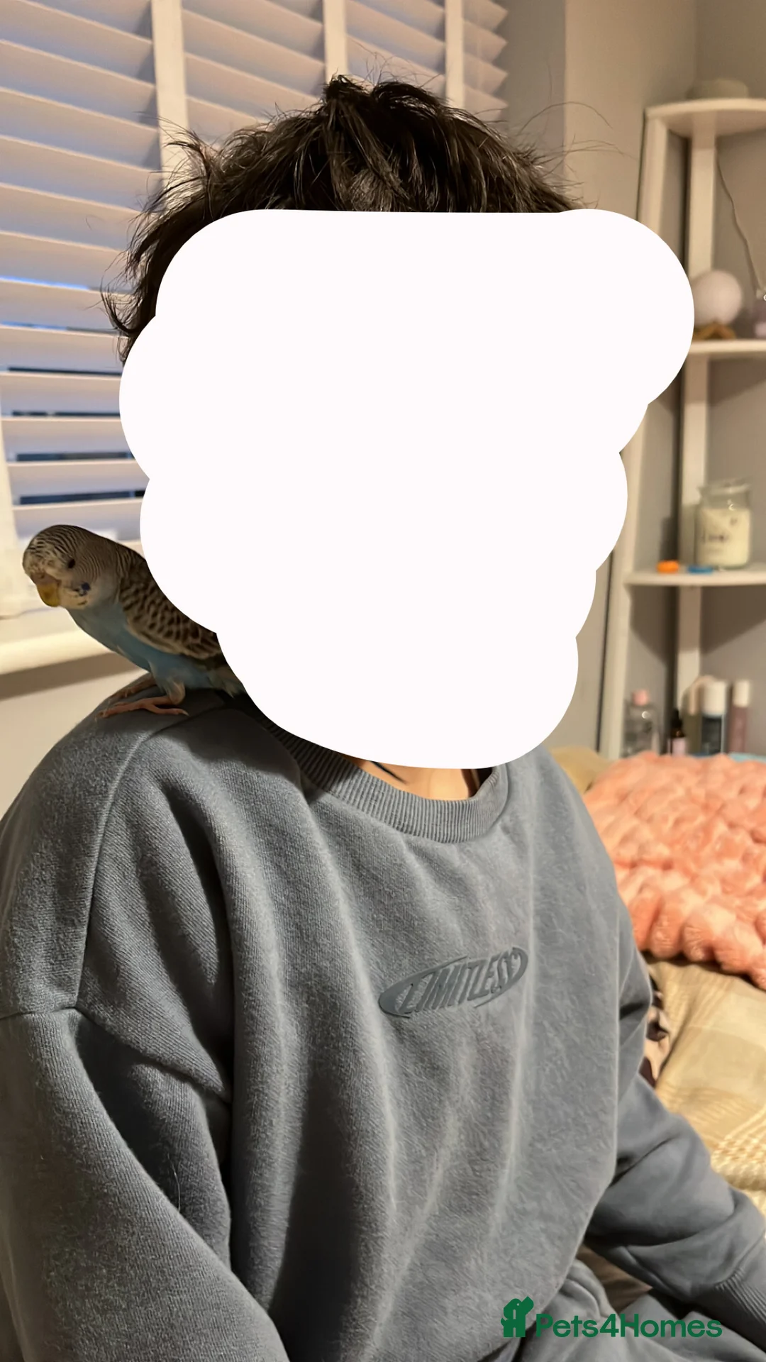 Budgerigars birds for sale: Beautiful male younge budgies  in Hook - Advert 5