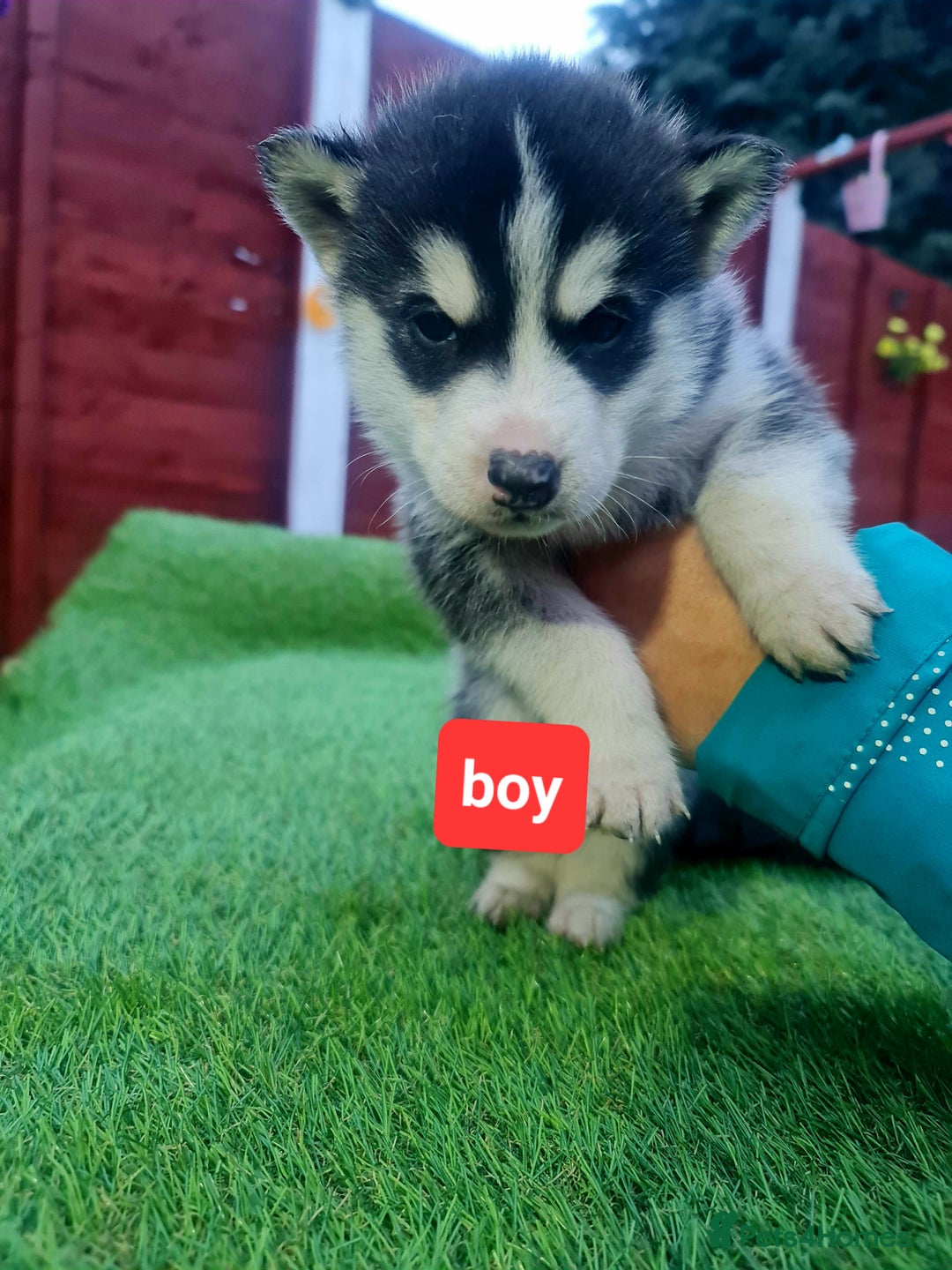 Siberian Husky dogs for sale: 6 siberian husky  - Advert 5