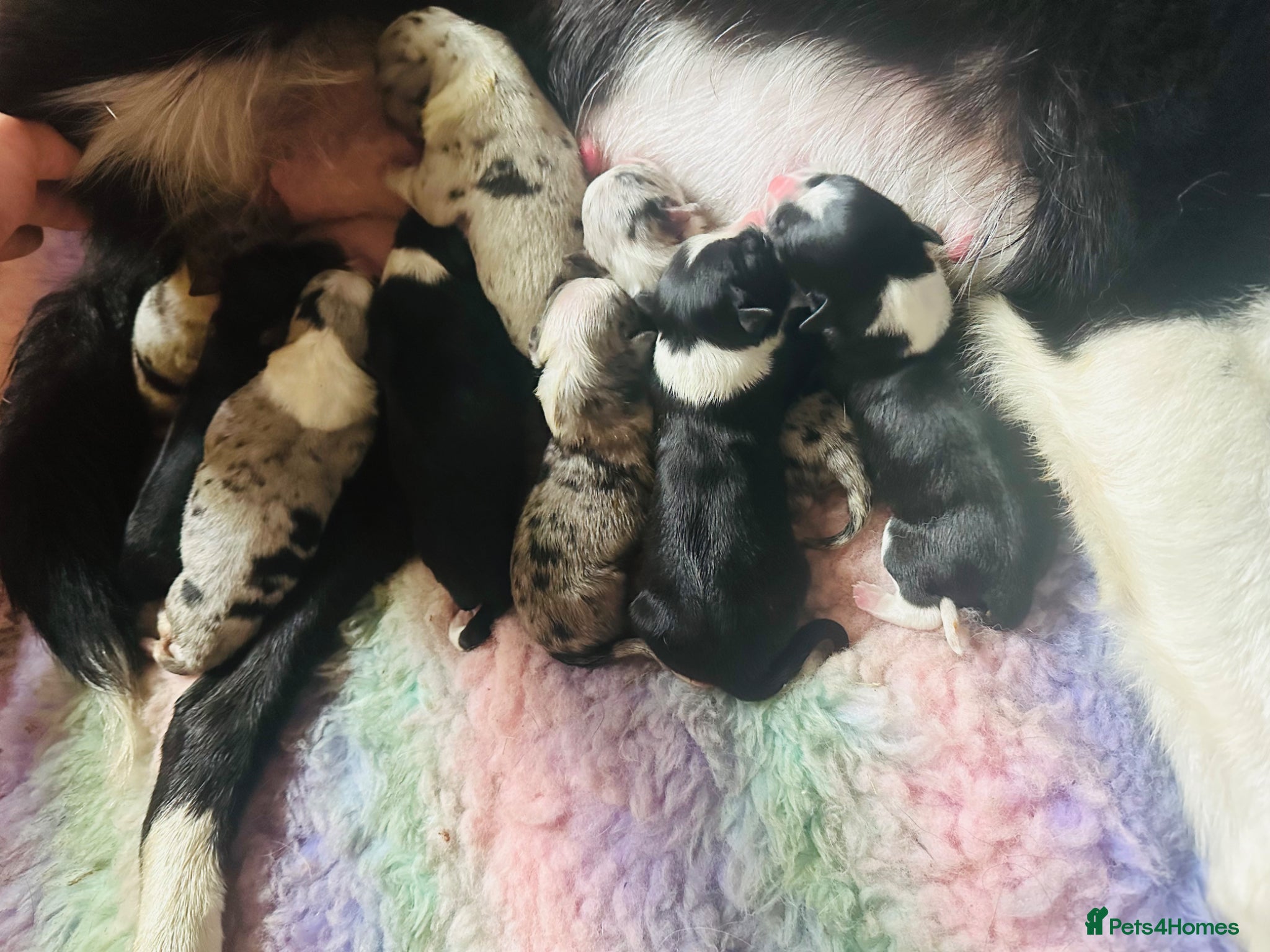 Border Collie dogs for sale: Beautiful Border Collie Puppies  - Advert 18